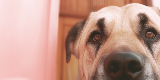 A large dog looking into the camera.