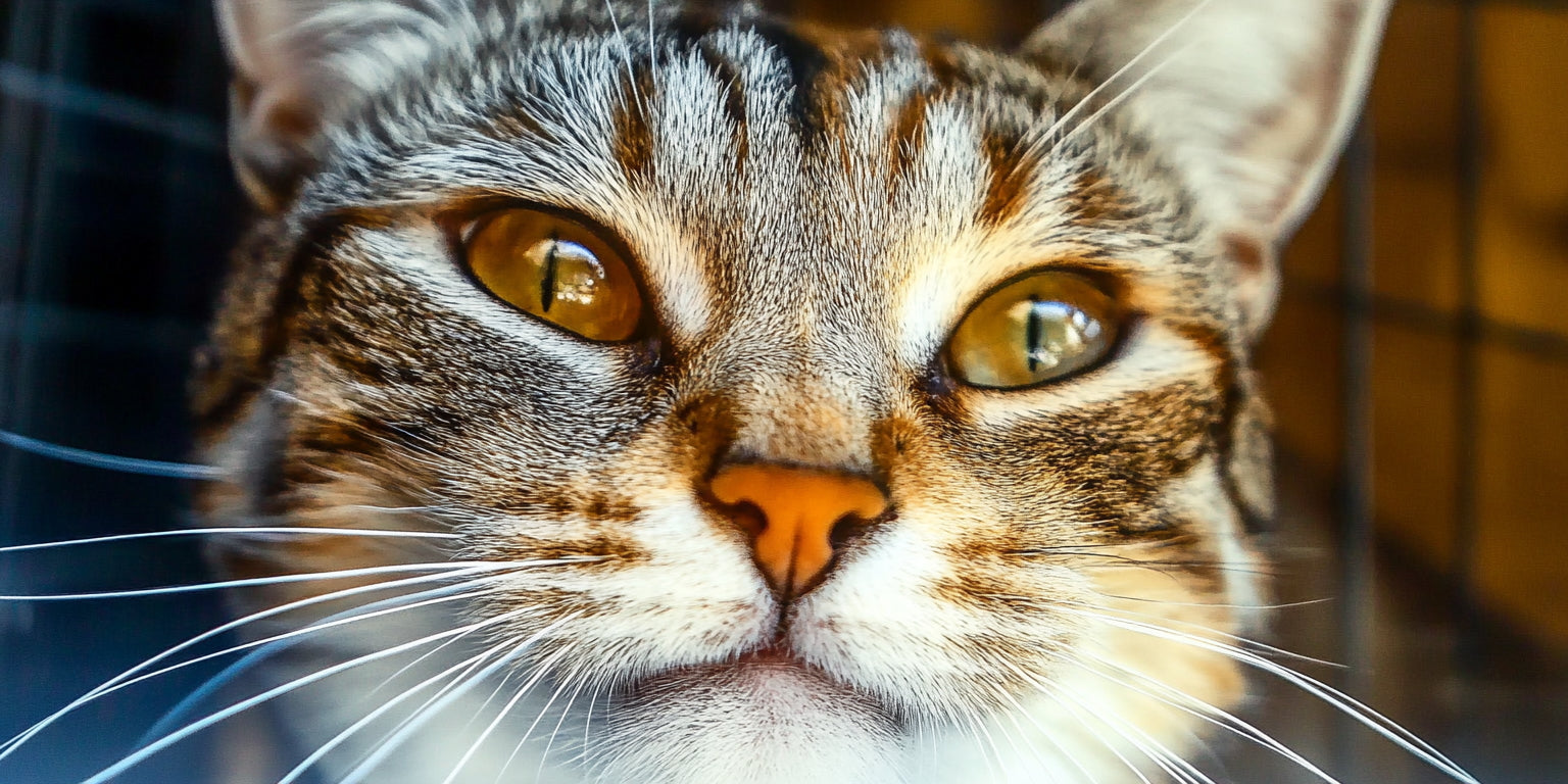 Cat Urns for Ashes: Honoring Your Cat's Memory Gracefully