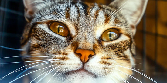 Cat urns for ashes: A cute tabby cat close-up