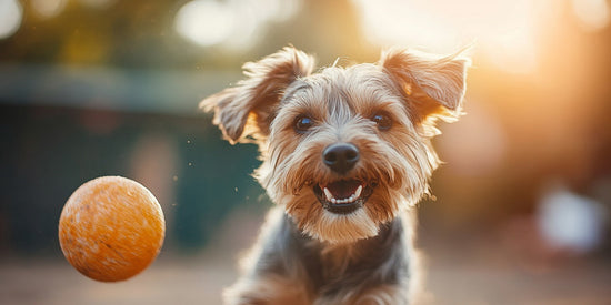 Urns for dog ashes: Elderly dog running towards an orange ball