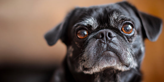 Dog urns for Ashes: Black elderly dog