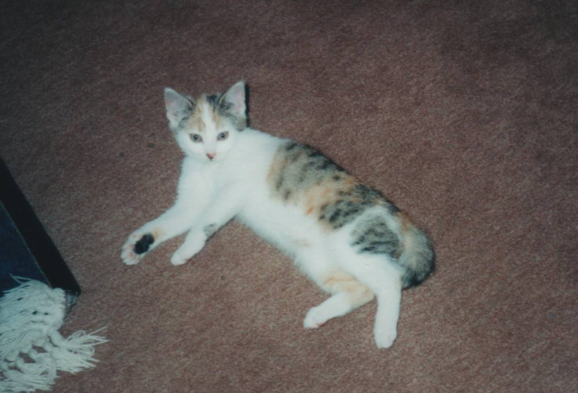 How Pet Loss Changed Over 30 Years