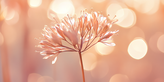 Beautiful flower.