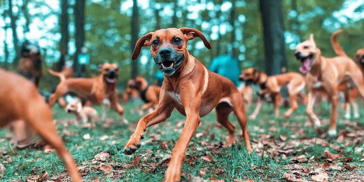 Happy dogs in dog park