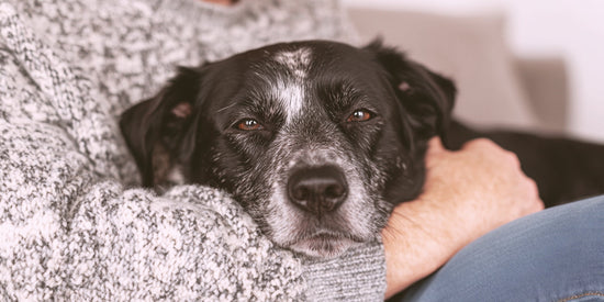Senior dog on lap